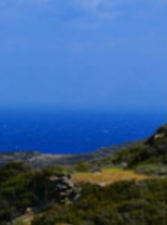 Οικόπεδο 12.000 τ.μ. προς πώληση, Αλοπρόνοια