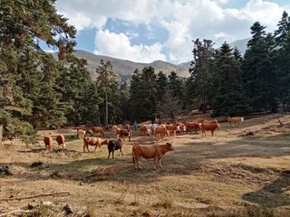 Εργάτης για φάρμα με αγελάδες