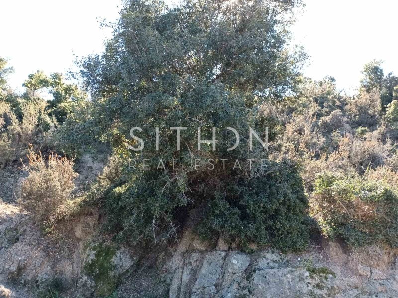 Οικόπεδο 500 τ.μ. προς πώληση, Σκάλα Συκέας