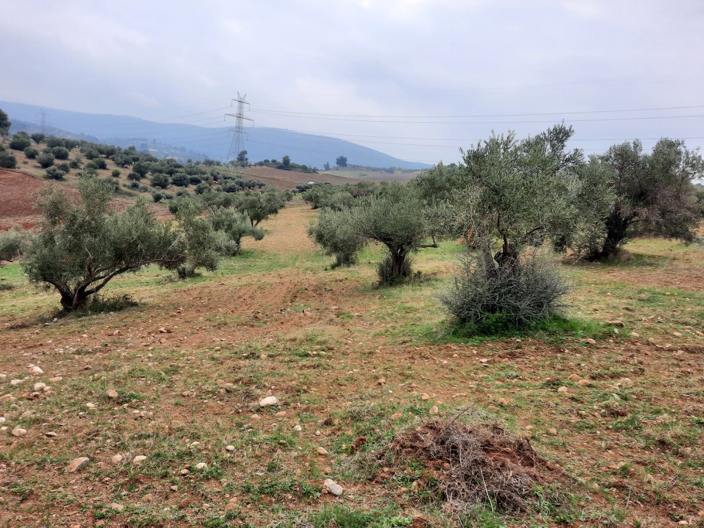 Αγροτεμάχια 4 τ.μ. προς πώληση, Άγιος Θωμάς Οινοφύτων