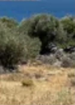 Οικόπεδο 6.700τ.μ. για πώληση-Μήλος » Κάναβα