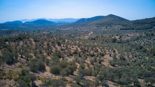 Αγροτεμάχια 25.160 τ.μ. προς πώληση, Κέντρο Ερμιόνης-thumb-6