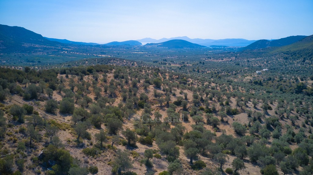 Αγροτεμάχια 25.160 τ.μ. προς πώληση, Κέντρο Ερμιόνης