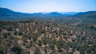 Αγροτεμάχια 25.160 τ.μ. προς πώληση, Κέντρο Ερμιόνης-thumb-1