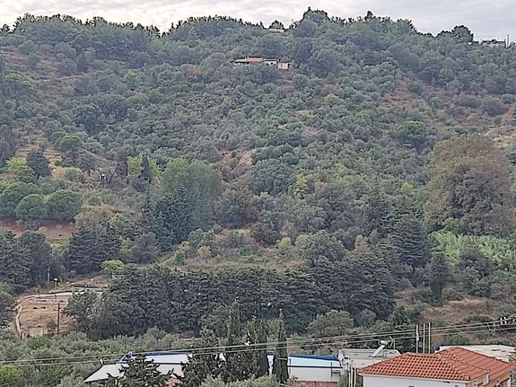 Parcel 10.000 sqm for sale, Sporades, Skopelos