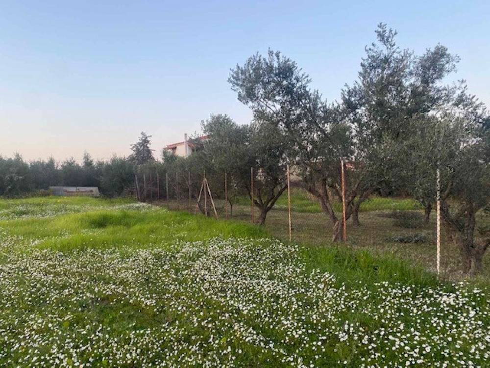 Οικόπεδο 1.003 τ.μ. πρός πώληση, Κορινθία, Βέλο