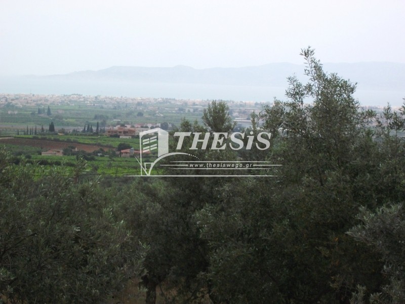 Οικόπεδο 8.011 τ.μ. προς πώληση, Ζευγολατιό Βόχας