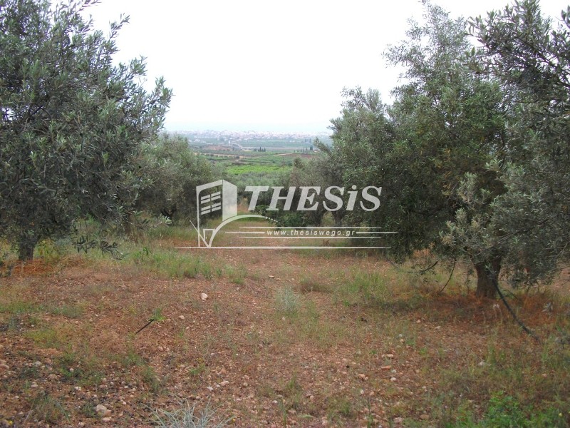 Οικόπεδο 8.011 τ.μ. προς πώληση, Ζευγολατιό Βόχας