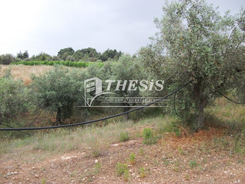 Οικόπεδο 8.011 τ.μ. προς πώληση, Ζευγολατιό Βόχας