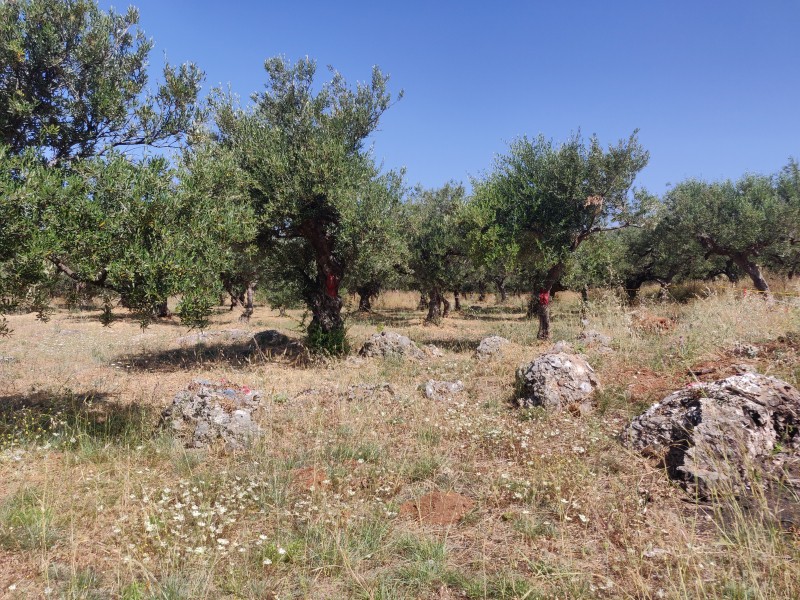 Οικόπεδο 784 τ.μ. προς πώληση, Ρίγκλια