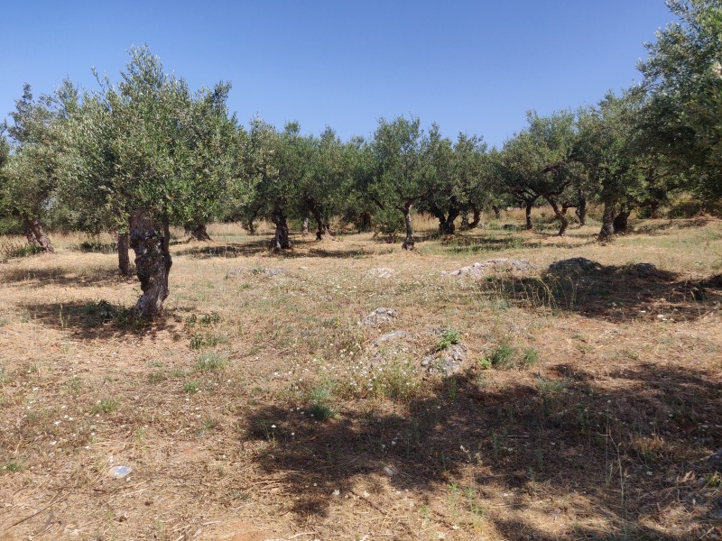 Οικόπεδο 784 τ.μ. προς πώληση, Ρίγκλια