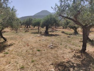 Οικόπεδο 784 τ.μ. προς πώληση, Ρίγκλια-thumb-5