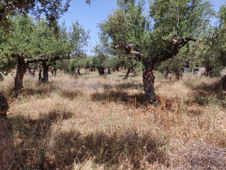 Οικόπεδο 812τ.μ. για πώληση-Λεύκτρος » Ρίγκλια