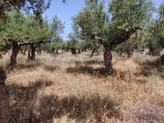 Land plot 812 sqm for sale, Messinia, Lefktros