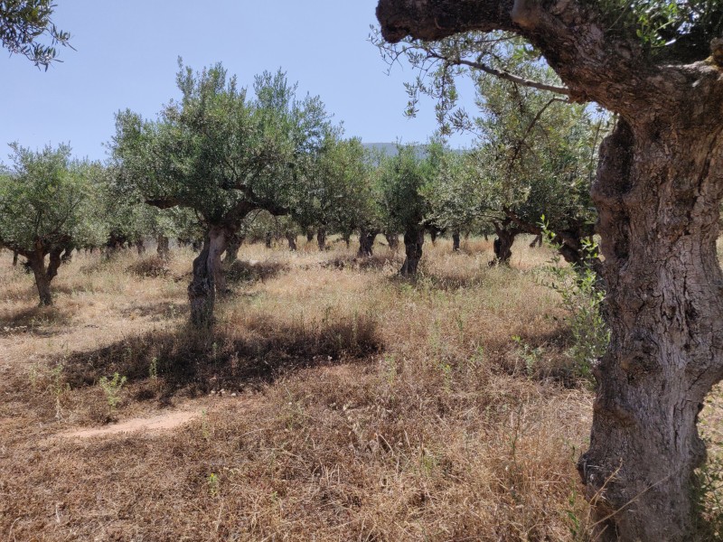 Οικόπεδο 2.257 τ.μ. πρός πώληση, Μεσσηνία, Λεύκτρος