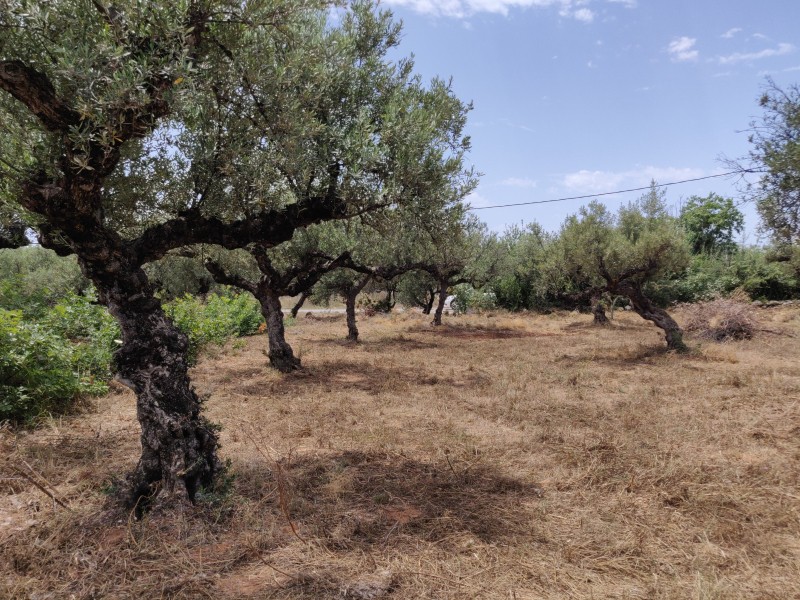 Οικόπεδο 4.281 τ.μ. προς πώληση, Στούπα