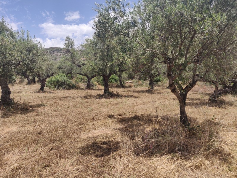 Οικόπεδο 4.281 τ.μ. προς πώληση, Στούπα