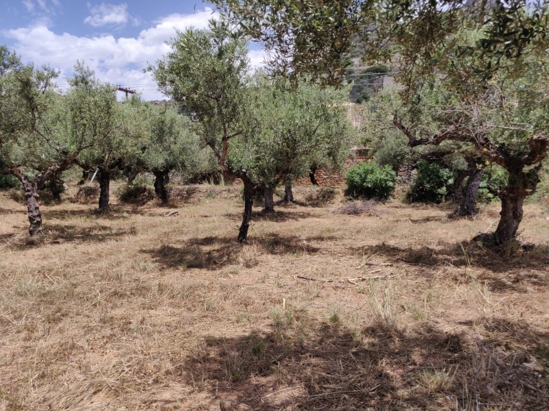 Οικόπεδο 4.281 τ.μ. προς πώληση, Στούπα