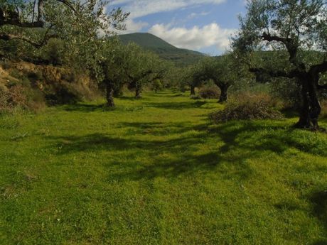 Αγροτεμάχια 4.700 τ.μ. για πώληση
