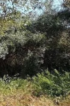 Οικόπεδο 826τ.μ. για πώληση-Άλιμος » Κεφαλληνίων