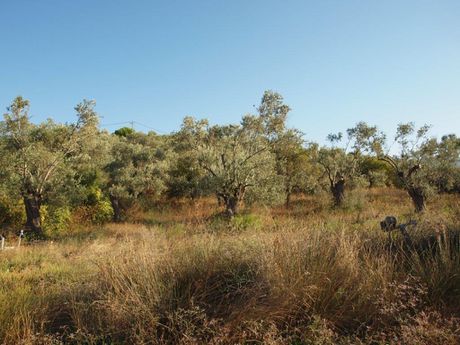 Land plot 5.600sqm for sale-Sipiada » Agios Andreas