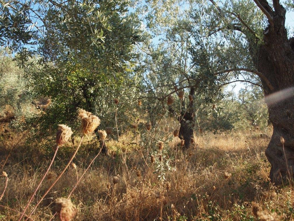 Οικόπεδο 5.600 τ.μ. πρός πώληση, Μαγνησία, Σηπιάδα