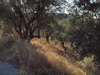 Οικόπεδο 5.600 τ.μ. για πώληση, Μαγνησία, Σηπιάδα-thumb-8