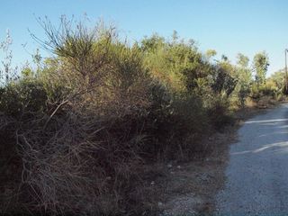 Οικόπεδο 5.600 τ.μ. για πώληση, Μαγνησία, Σηπιάδα-thumb-11