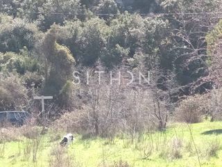 Αγροτεμάχια 1.362 τ.μ. για πώληση