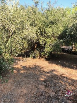 Οικόπεδο 1.029τ.μ. για πώληση-Βάρη- βάρκιζα » Ασύρματος αλίανθου