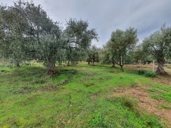 Αγροτεμάχια 4.040 τ.μ. για πώληση, Ν. Καβάλας, Θάσος