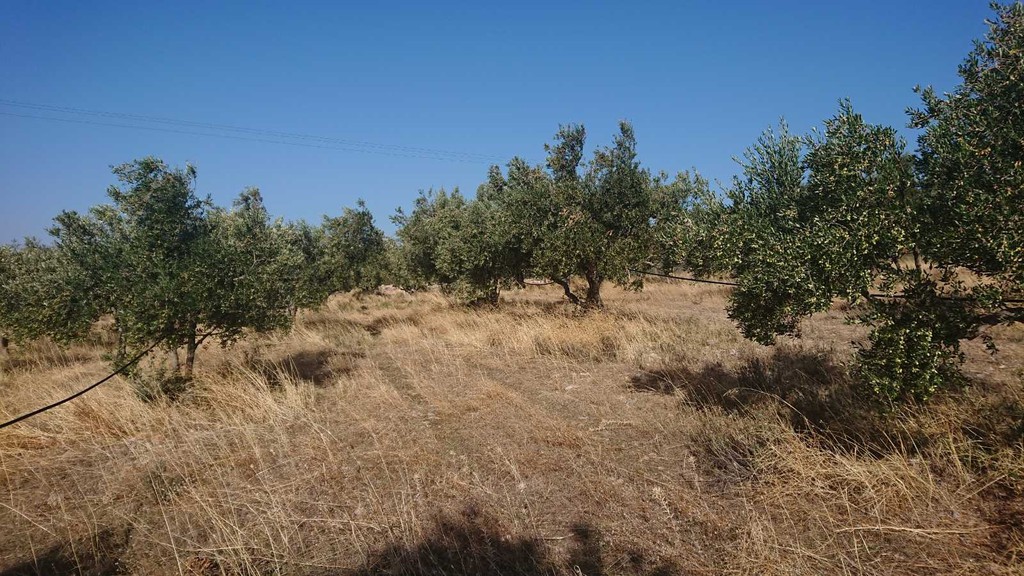 Αγροτεμάχια 25.000 τ.μ. προς πώληση, Συκιά Μολάων