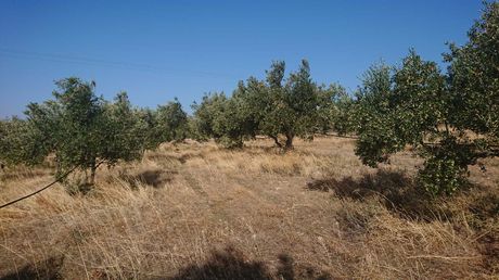 Αγροτεμάχια 25.000 τ.μ. προς πώληση