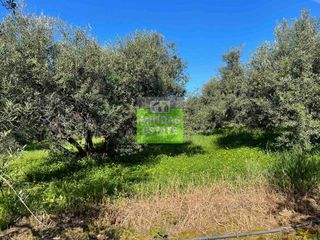 Οικόπεδο 6.100 τ.μ. για πώληση, Ν. Χανίων, Πλατανιάς-thumb-16