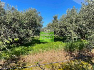 Οικόπεδο 6.100 τ.μ. για πώληση, Ν. Χανίων, Πλατανιάς-thumb-11