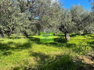 Οικόπεδο 6.100 τ.μ. για πώληση, Ν. Χανίων, Πλατανιάς-thumb-6