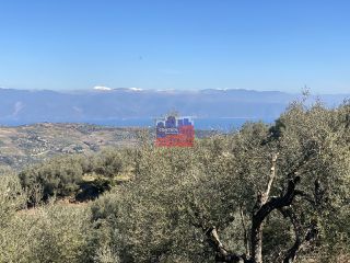 Αγροτεμάχια 5.500 τ.μ. για πώληση
