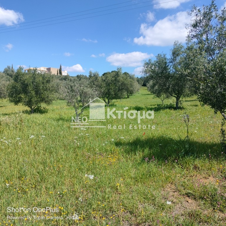 Οικόπεδο 9.894 τ.μ. πρός πώληση, Ν. Ηλείας, Πύργος