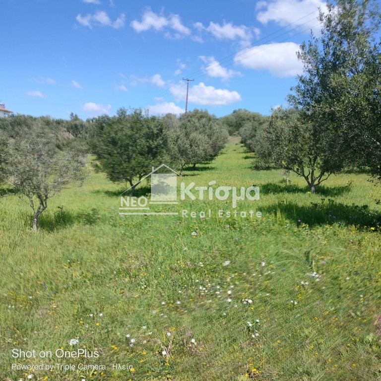 Οικόπεδο 9.894 τ.μ. πρός πώληση, Ν. Ηλείας, Πύργος
