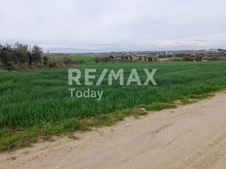 Αγροτεμάχια 6.250 τ.μ. για πώληση