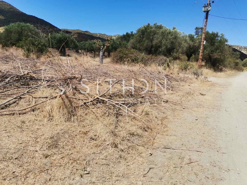Αγροτεμάχια 1.025 τ.μ. προς πώληση, Συκιά Τορώνης