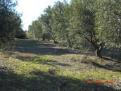 Αγροτεμάχια 12.000 τ.μ. πρός πώληση, Θεσσαλονίκη - Περιφ/Κοί Δήμοι, Θέρμη