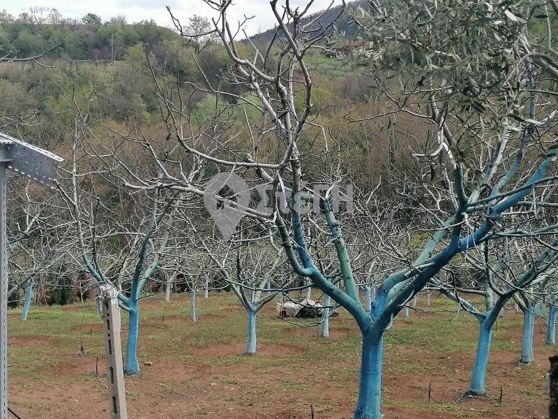 Αγροτεμάχια 2.500 τ.μ. προς πώληση, Κουλούκι