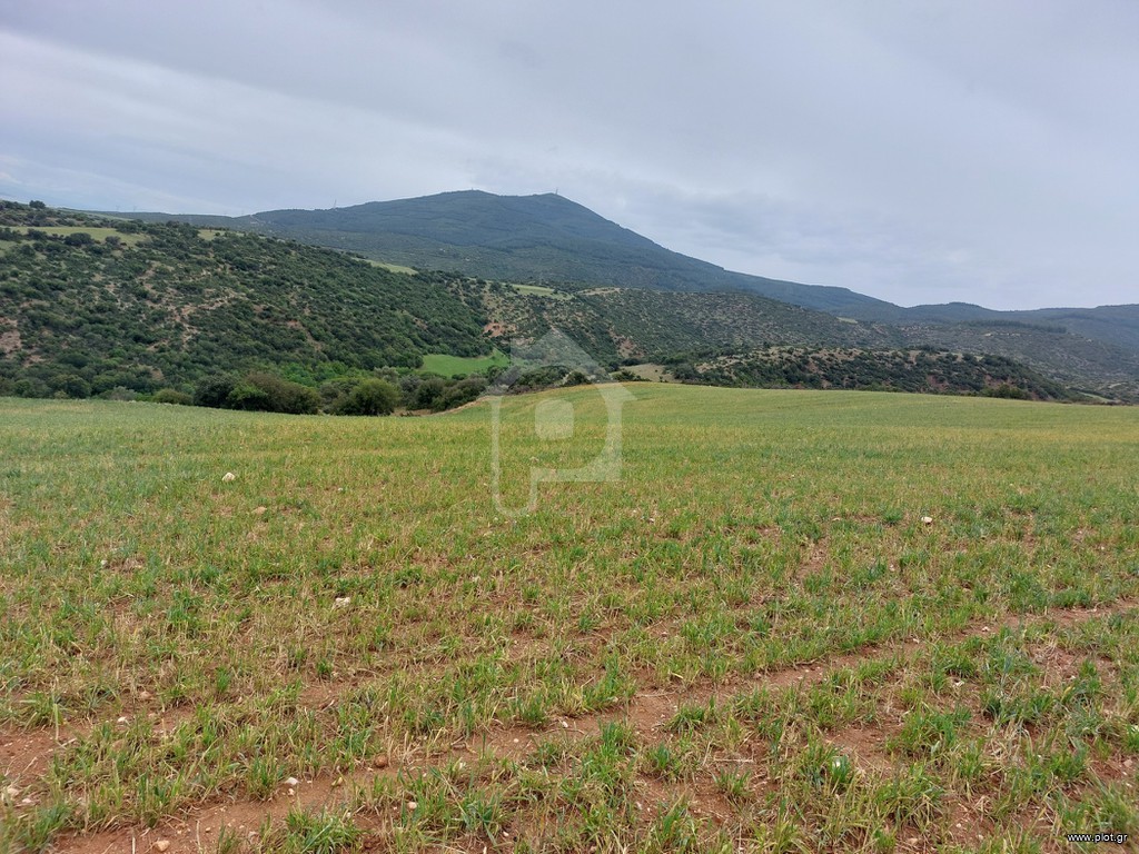 Αγροτεμάχια 6.687 τ.μ. προς πώληση, Λακκιά