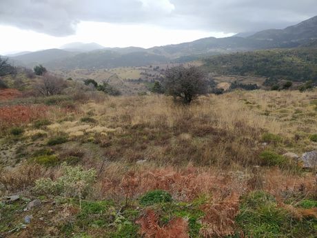 Οικόπεδο 10.000τ.μ. για πώληση-Αμάρυνθος » Σέτα