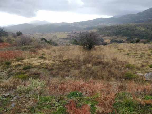 Οικόπεδο 10.000 τ.μ. για πώληση, Εύβοια, Αμάρυνθος