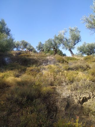 Αγροτεμάχια 4.400 τ.μ. για πώληση, Εύβοια, Αμάρυνθος