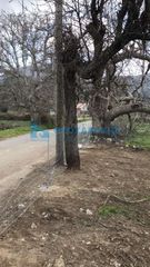 Οικόπεδο 879 τ.μ. για πώληση, Ν. Λασιθίου, Οροπέδιο Λασιθίου-thumb-4