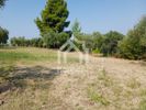 Parcel 5.000sqm for sale-Kassandra » Kassandrino