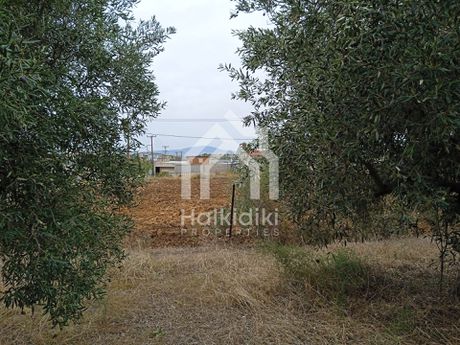 Αγροτεμάχια 5.290τ.μ. για πώληση-Τριγλία » Νέα τρίγλια